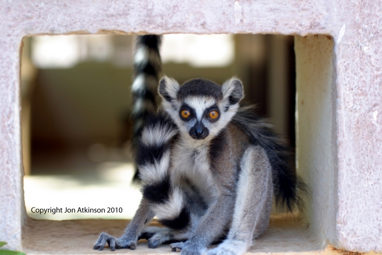 Ring-Tailed Lemur